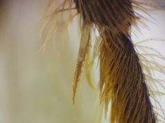 Lasioglossum subhirtum