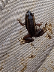 Lithobates virgatipes