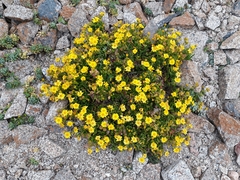 Senecio bahioides