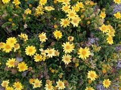 Senecio bahioides