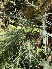 Cirsium tatakaense