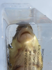 Catostomus macrocheilus