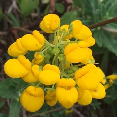 Calceolaria integrifolia