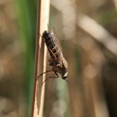 Anabarhynchus plumbeoides