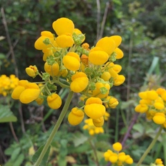 Calceolaria integrifolia