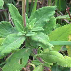 Calceolaria integrifolia