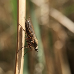 Anabarhynchus plumbeoides