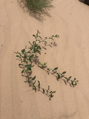 Phyllanthus warnockii