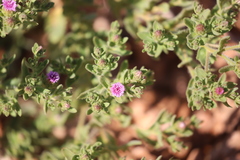 Streptoglossa bubakii