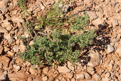 Streptoglossa bubakii