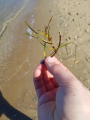 Zostera muelleri