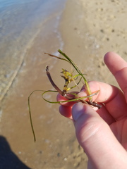 Zostera muelleri