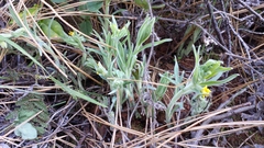 Lithospermum californicum