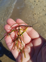 Zostera muelleri