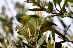 Thlypopsis superciliaris