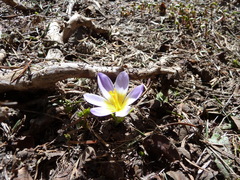 Crocus nivalis