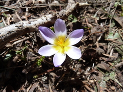 Crocus nivalis