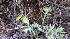 Lithospermum californicum