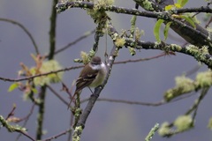 Mecocerculus leucophrys