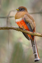 Collared Trogon photo 4