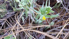 Lithospermum californicum