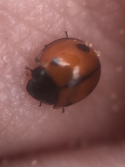 Brumoides septentrionis