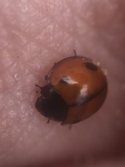 Brumoides septentrionis