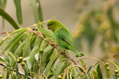 Andean Parakeet photo 5