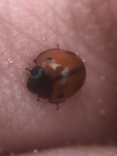 Winter Lady Beetle photo 4