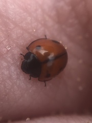 Brumoides septentrionis