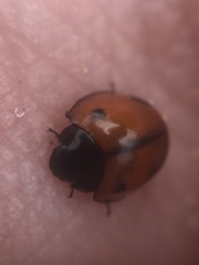 Brumoides septentrionis