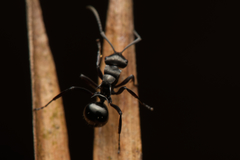 Polyrhachis clio