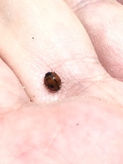 Brumoides septentrionis