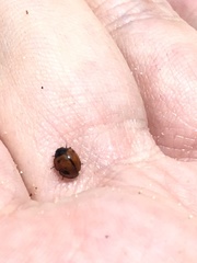 Brumoides septentrionis