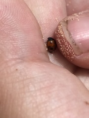 Brumoides septentrionis