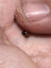 Brumoides septentrionis