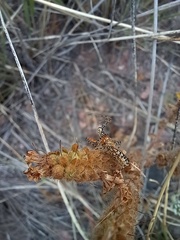 Cosmoclopius nigroannulatus