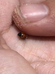 Brumoides septentrionis