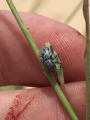 Graphops comosa