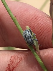 Graphops comosa