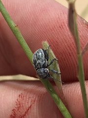 Graphops comosa
