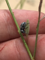 Graphops comosa