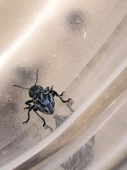 Graphops comosa
