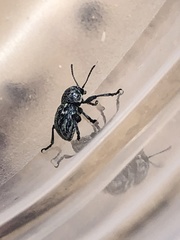 Graphops comosa