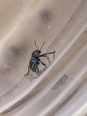 Graphops comosa