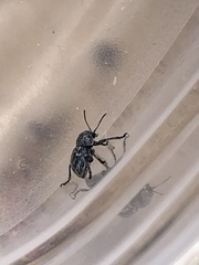 Graphops comosa