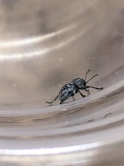 Graphops comosa
