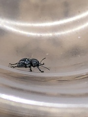 Graphops comosa