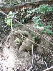 Ibervillea hypoleuca