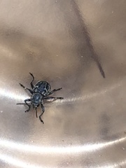 Graphops comosa